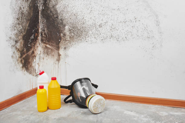 Best Residential Mold Removal  in Mclean, TX