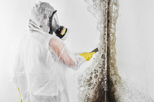Trusted Mclean, TX Mold Removal Experts