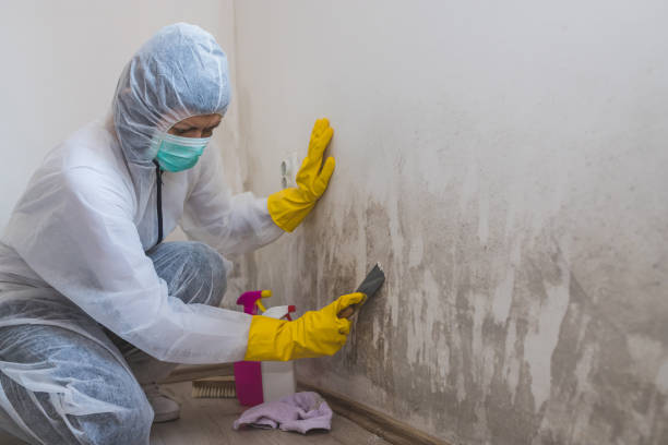 Best Mold Testing  in Mclean, TX