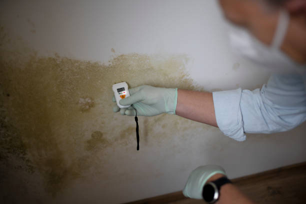 Best Mold Removal Near Me  in Mclean, TX