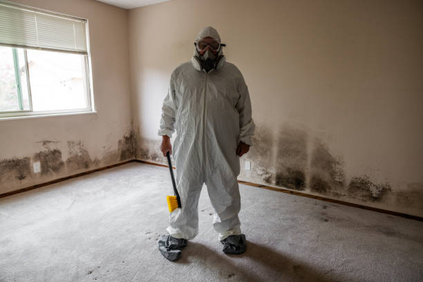 Best Mold Removal Company Near Me  in Mclean, TX