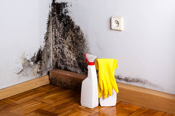 Best Mold Removal Near Me  in Mclean, TX