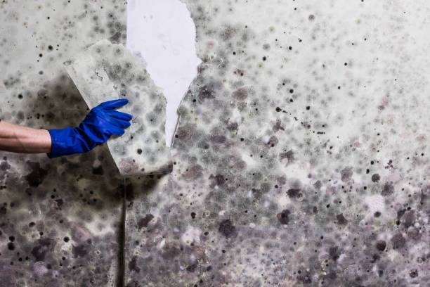 Best Black Mold Removal  in Mclean, TX