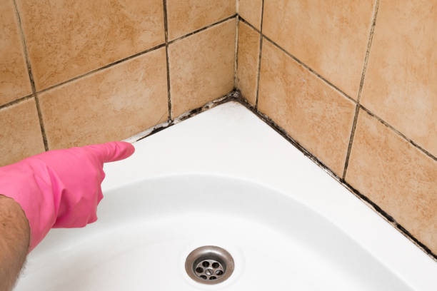 Best Toxic Mold Removal  in Mclean, TX